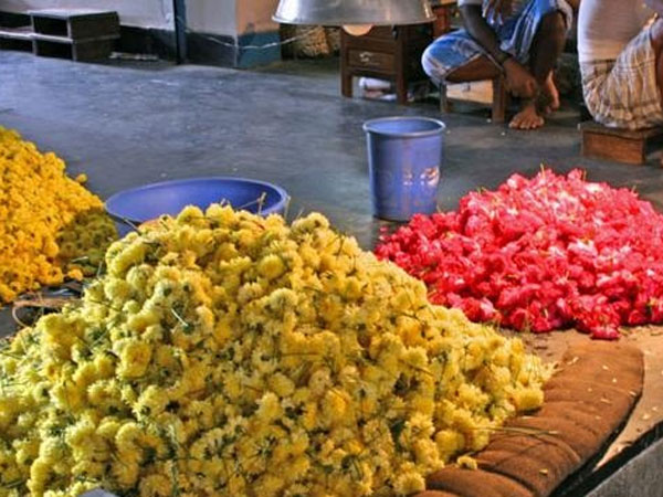 ಕಾಕಡಾ ಹೂವಿನ ಬೆಲೆ ಕೆಜಿಗೆ 500