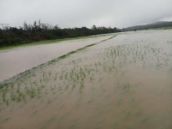 ಮಹಾಮಳೆಗೆ ಕೊಚ್ಚಿ ಹೋದ ಹಸು