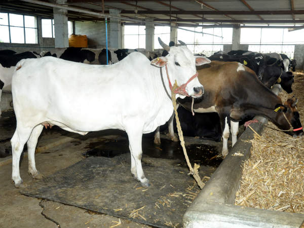 ಎಚ್ಎಫ್ ಶುದ್ಧ ತಳಿಯ ಆಕಳು ಸಾಕಾಣಿಕೆ