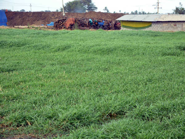 ಹಸಿರೆಲೆ ಗೊಬ್ಬರವೇ ಆಹಾರ