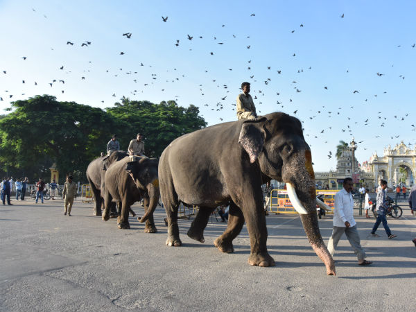 ವಿಟಮಿನ್ ಇಂಜೆಕ್ಷನ್, ಮಿನರಲ್ಸ್