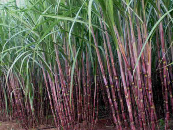 ಮಂಡ್ಯದ ವಿ.ಸಿ.ಫಾರಂನಲ್ಲಿ ತರಬೇತಿ