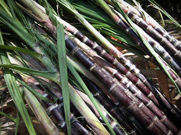 ಮಂಡ್ಯ ವಿಧಾನ ತಮಿಳುನಾಡಿನಲ್ಲಿ ಚಾಲ್ತಿ