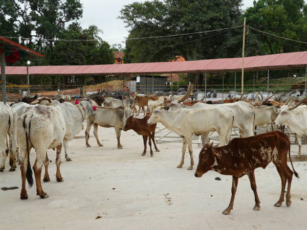 ಗೋಸ್ವರ್ಗದ ಆಫೀಸಿಗೆ ಫೋನಿನ ಮೂಲಕ ಮಾಹಿತಿ
