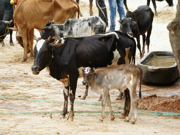 ಬೆಂಕಿ ಇತ್ಯಾದಿ ಅನಾಹುತ ಸೃಷ್ಟಿಸಬಹುದು