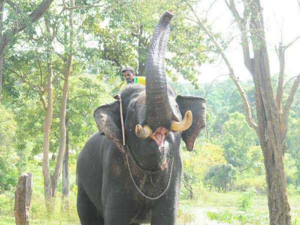 2ನೇ ಗಜಪಡೆಯ ಆನೆಗಳು