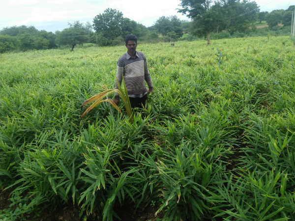 ಪರ್ಯಾಯ ಬೆಳೆಗಳು ಯಾವುದು?