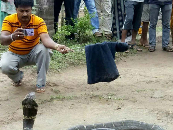 ಓಟ ಕಿತ್ತ ಹಾವು