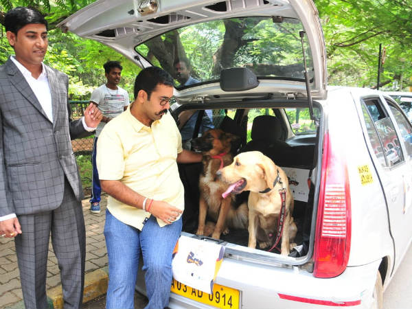 ಬೆಂಗಳೂರು ನಗರದಲ್ಲಿ ಸಾಕಷ್ಟು ಬೀದಿನಾಯಿಗಳಿವೆ