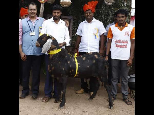 ಆಡುಗಳ ಶೆಡ್ ಮತ್ತು ಆಹಾರ