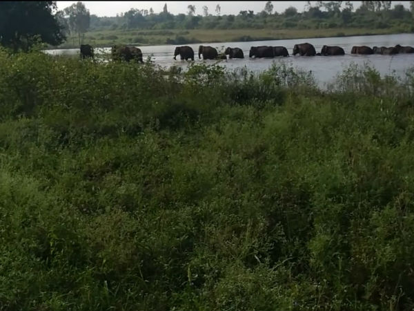 ಅರಣ್ಯ ಇಲಾಖೆ ಅಧಿಕಾರಿಗಳ ಹರಸಾಹಸ