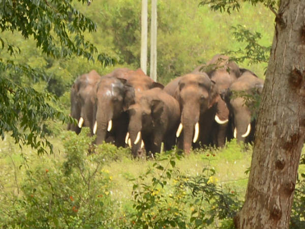 ದುಸ್ಥಿತಿಗೀಡಾದ ಸೋಲಾರ್ ಬೇಲಿ