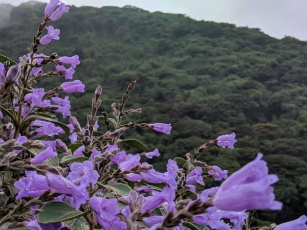 ಕುಮಾರ ಪರ್ವತದ ತುದಿಯಲ್ಲಿ