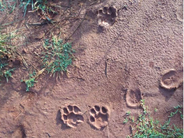ಭಯ ಹುಟ್ಟಿಸಿದ ಹುಲಿ ಹೆಜ್ಜೆ