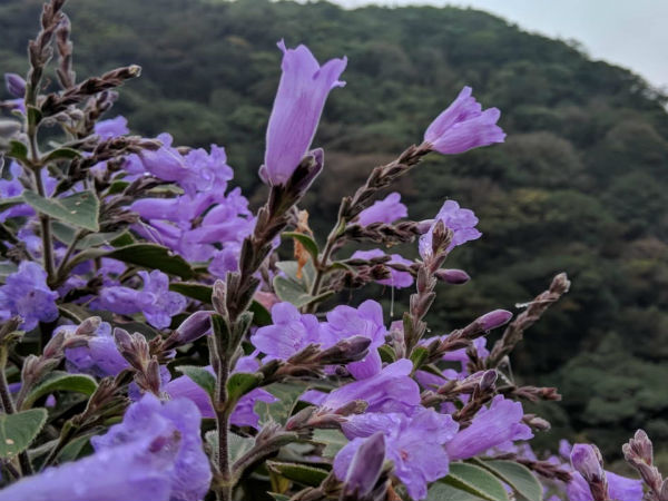 ಎಲ್ಲೆಲ್ಲಿ ಅರಳುತ್ತದೆ ?