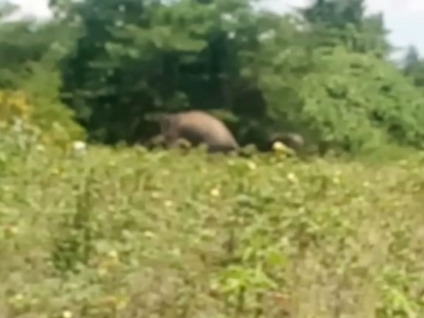 ಕಾಡುತಲಿದೆ ಭಯ
