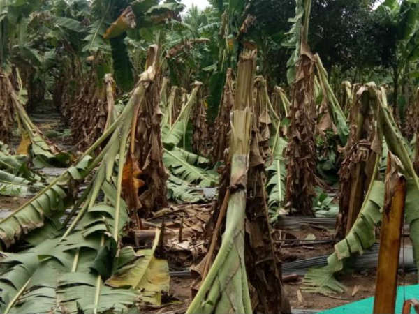 ಕಾಡುಹಂದಿಗಳ ಅಟ್ಟಹಾಸ