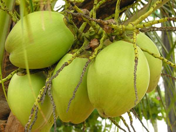 ಕುಡಿಯಲು ಮೊದಲು ನನಗೇ ಕೊಟ್ಟರು