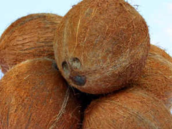 ಬಾಳೆಕಂಬ, ತೆಂಗಿನ ಕಾಯಿ ದರ