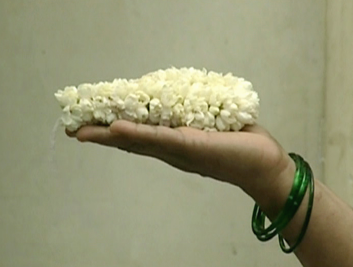 Essay On Jasmine Flower In Kannada Best Flower Site