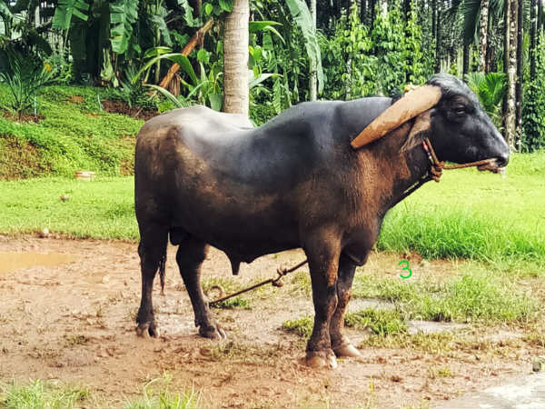 ಬಹುಮಾನಗಳಿಗೆ ಲೆಕ್ಕವಿಲ್ಲ