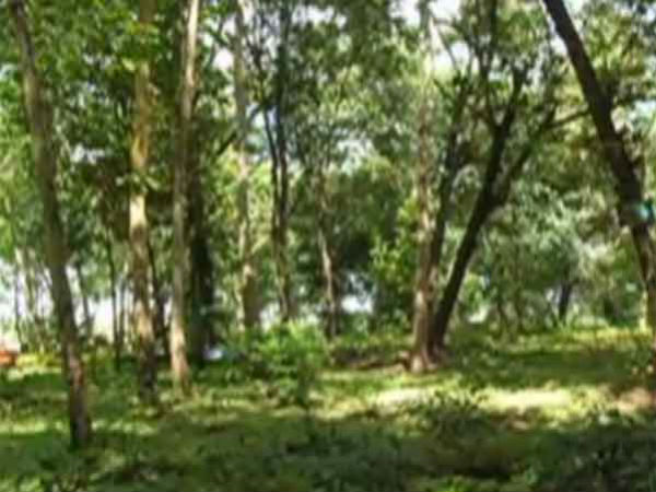 ಕಾಡು ಪ್ರಾಣಿಗಳಿವೆ