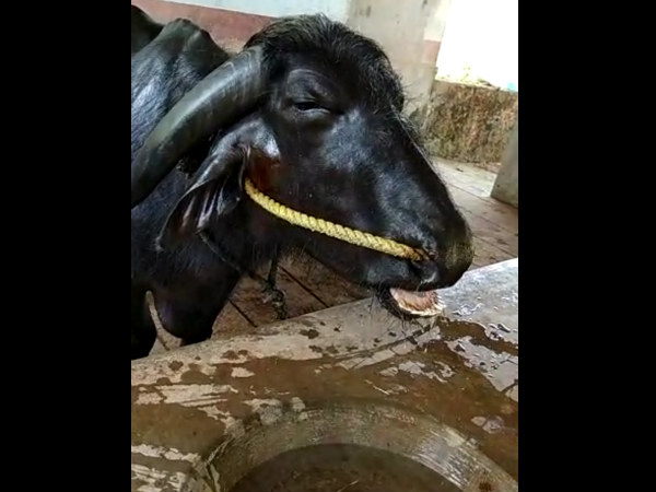 ದುಡ್ಡಿಗಿಂತ ಕೋಣಗಳ ಆರೋಗ್ಯ ಮುಖ್ಯ