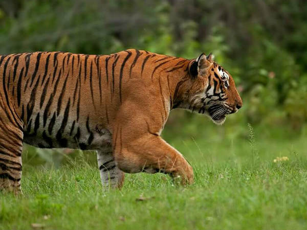 ರಾಜ್ಯದ ಮೂರನೇ ಹುಲಿ ಸಫಾರಿ ಕೇಂದ್ರ ಹಂಪಿಯಲ್ಲಿ!