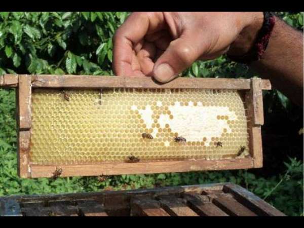 ಪೆಟ್ಟಿಗೆಯಲ್ಲಿ ಉಳಿಸಿಕೊಳ್ಳಲಾಗುತ್ತಿದೆ