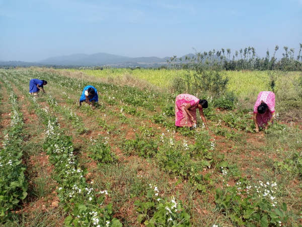 ಹಸು ಸಾಕುವ ಮೂಲಕ ಹೈನುಗಾರಿಕೆಗೂ ಸೈ