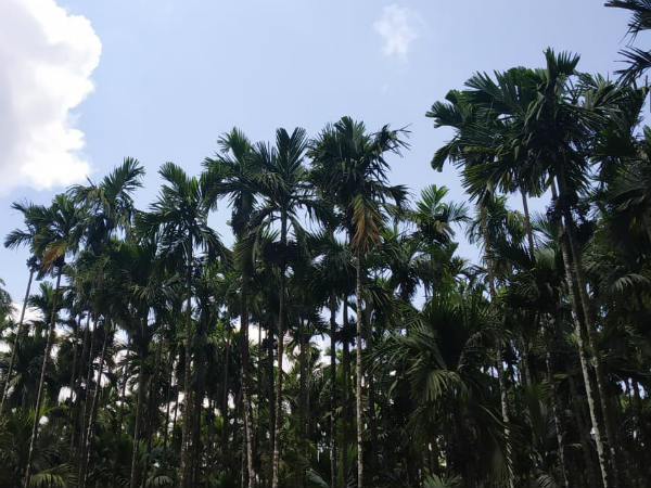 ಒಂದು ಹೆಕ್ಟೇರ್ಗೆ 2000 ರೂ