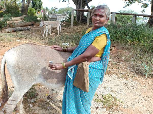 ಒಂದು ಕತ್ತೆಗೆ ನಲವತ್ತೈದರಿಂದ ಅರವತ್ತು ಸಾವಿರ ಬೆಲೆ