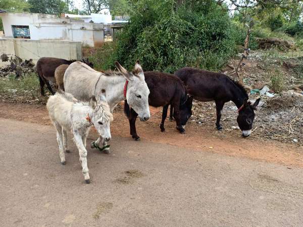 ದಿನಕ್ಕೆ ಒಂದು ಹೊತ್ತು ಮಾತ್ರ ಹಾಲು ಹಿಂಡುತ್ತಾರೆ
