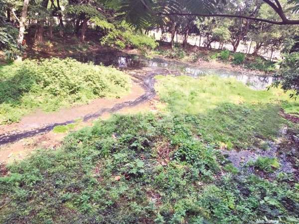 ಸೊಳ್ಳೆಗಳು ಹೆಚ್ಚಲು ಕಾರಣ