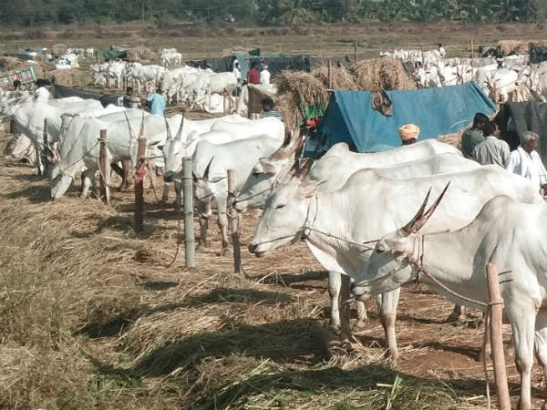 ಶ್ರೀರಾಮ ದೇವರ ತೆಪ್ಪೋತ್ಸವ