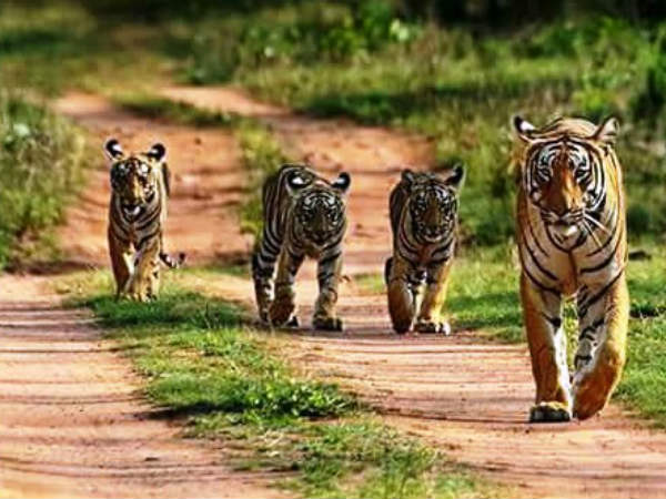 ಅರಣ್ಯ ರಕ್ಷಣೆಯತ್ತ ಗಮನಹರಿಸಲಿ