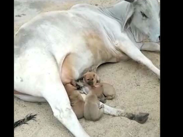 ಹಸುವೇ ಮಮತೆಯ ತಾಯಿಯಾಯಿತು
