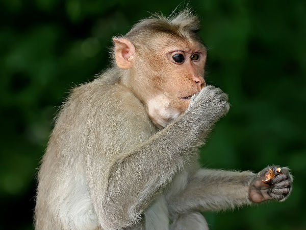 ಚಿಕಿತ್ಸೆಯ ಕ್ರಮ ಹೇಗೆ?