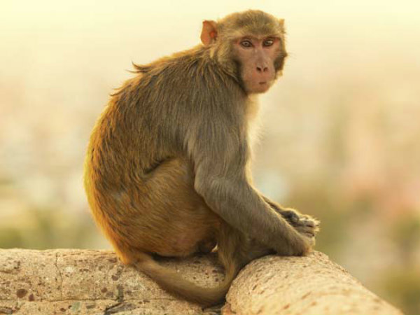 ರೋಗ ಹರಡುವ ಸಾಧ್ಯತೆ
