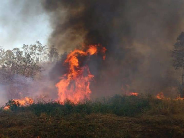 ಪ್ರಾಣಿಗಳು ಸಾವನ್ನಪ್ಪಿದ ದರ್ಶನ