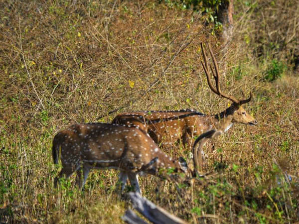ಎಷ್ಟು ಪ್ರಾಣಿಗಳು ಮೃತಪಟ್ಟಿವೆ?