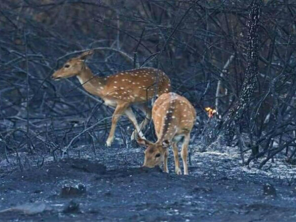 ಒನ್ ಇಂಡಿಯಾ:ಪಾರಂಪರಿಕ ಪದ್ಧತಿಯಲ್ಲೇ ಬೆಂಕಿ ನಂದಿಸಲಾಗುತ್ತಿದೆಯಾ?