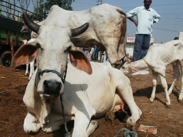 ನೀರು, ಮೇವು ಸಿಗುತ್ತಿದೆಯಾ?
