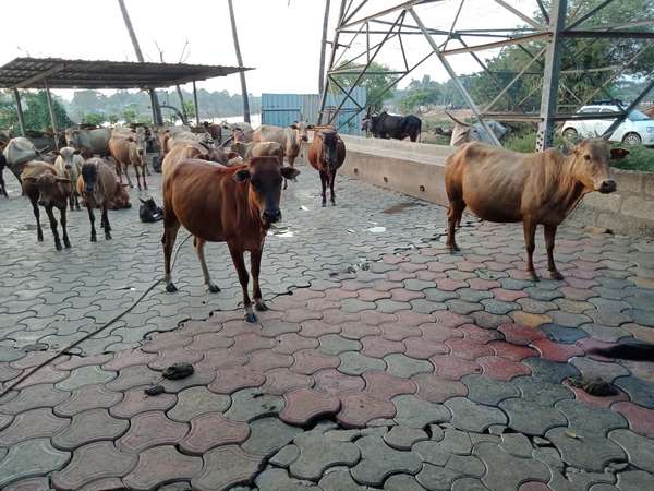 ಕಸಾಯಿಖಾನೆ ಸೇರಬೇಕಿದ್ದ ಹಸುಗಳು ಕೊಟ್ಟಿಗೆಗೆ