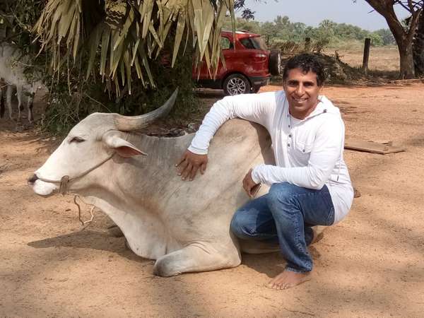 ಗೋಶಾಲೆಯ ಗೋವುಗಳಿಗೂ ಆಶ್ರಯ