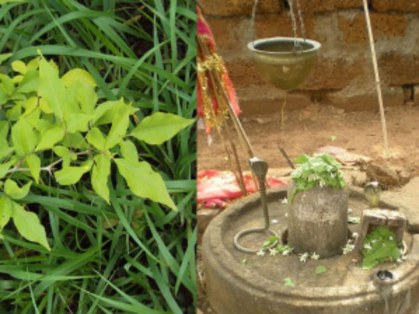 ಶ್ರದ್ಧಾ, ಭಕ್ತಿಯಿಂದ ಬಿಲ್ವಪತ್ರೆಯ ಮೂಲಕ ಅರ್ಚಿಸಿ
