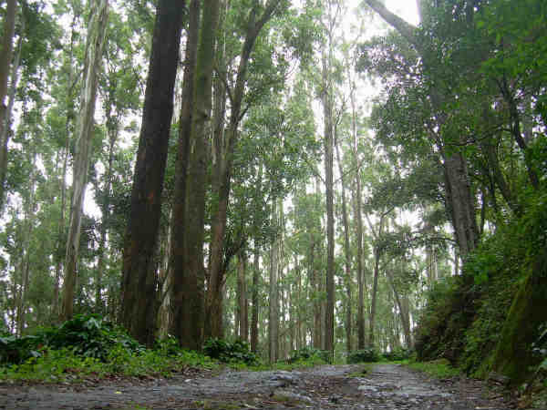 ಹಸಿರು ಪ್ರತಿಷ್ಠಾನ ಮುಂದು