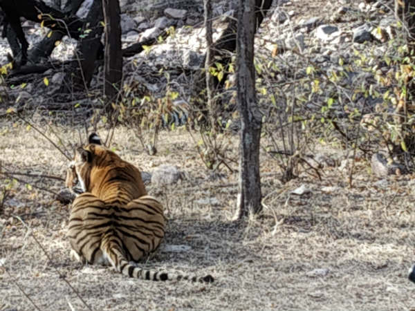 ಹುಲಿ ಸಂಖ್ಯೆ ಹೆಚ್ಚಿಸಿರುವ ಲಾಲ್ಡಿ, ಕುಂಭ