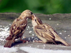 ಹೀಗೆ ಮಾಡಿ ಗುಬ್ಬಿಗಳ ಸಂರಕ್ಷಣೆ