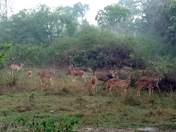 ಹುಲ್ಲು ಹುಟ್ಟಿದರೆ ವನ್ಯ ಪ್ರಾಣಿಗಳಿಗೂ ಆಹಾರ